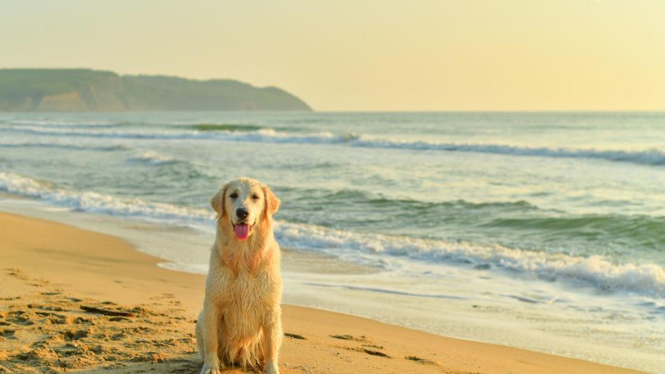 Dog sitting on the beach