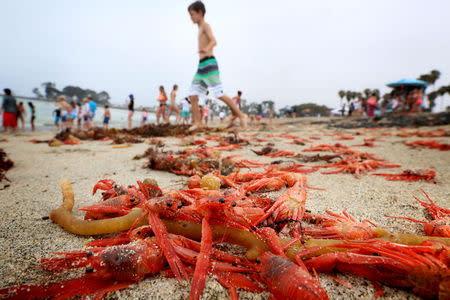 Thousands of red tuna crabs are shown washed ashore in Dana Point, California June 17, 2015. REUTERS/Sandy Huffaker