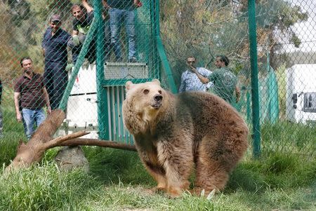Lola the bear, one of two surviving animals in Mosul's zoo, along with Simba the lion, is seen at an enclosure in the shelter after arriving to an animal rehabilitation shelter in Jordan, April 11, 2017. REUTERS/Muhammad Hamed