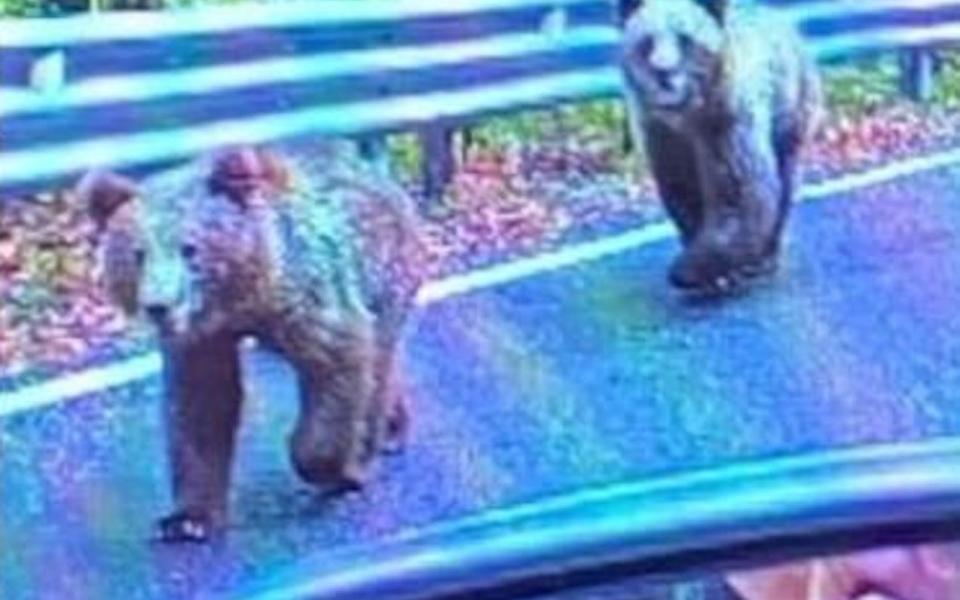 British tourist saved by Marks & Spencer jacket in bear attack
