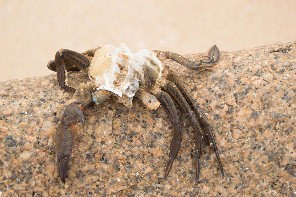 800 especies de moluscos, crustáceos y peces ya saben lo que es comer plástico. Getty Images.