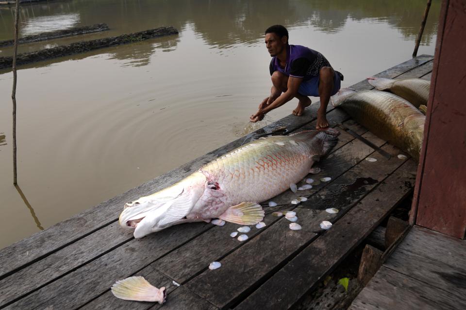 Fisherman Marco Aurelio Canuto Viana processes a pirarucu fish at a lake at Medio Jurua region, Amazonia State, Brazil, Monday, Sept. 5, 2022. A Brazilian non-profit has created a new model for land ownership that welcomes both local people and scientists to collaborate in preserving the Amazon, which includes lakes, some with good potential for raising the prized pirarucu fish. (AP Photo/Jorge Saenz)