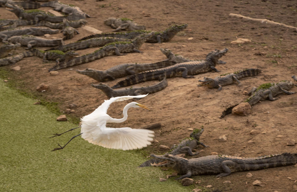 FILE - In this Sept. 14, 2020 file photo, an egret flies over a bask of caiman on the banks of the almost dried up Bento Gomes river, in the Pantanal wetlands near Pocone, Mato Grosso state, Brazil. The Pantanal is the world's largest tropical wetlands, popular for viewing jaguars, along with caiman, capybara and more. In 2020 the Pantanal was exceptionally dry and burning at a record rate. (AP Photo/Andre Penner, File)