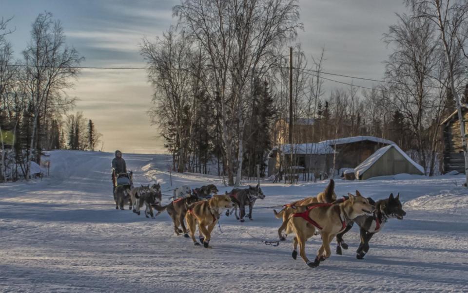 In a photo provided by the Iditarod Trail Committee, Iditarod musher Katherine Keith arrives at the Huslia checkpoint with 13 dogs in harness Friday morning March 10, 2017, in Huslia, Alaska. Huslia is the halfway point of the Iditarod Trail Sled Dog Race at mile 478 of the 979-mile trail for this year¹s race. (Mike Kenney/Iditarod Trail Committee via AP)