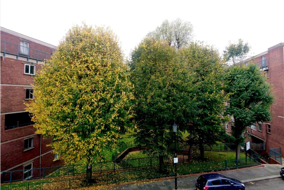 Trees on the Wornington Green Estate (Constantine Gras/PA)