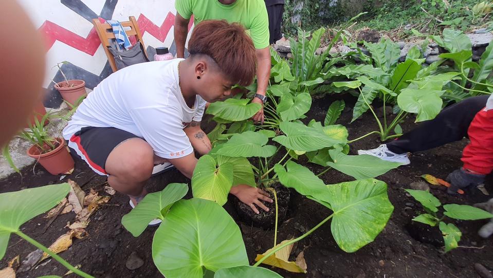 出栽到校園的蘭嶼芋。（圖片提供／陳淑貞）