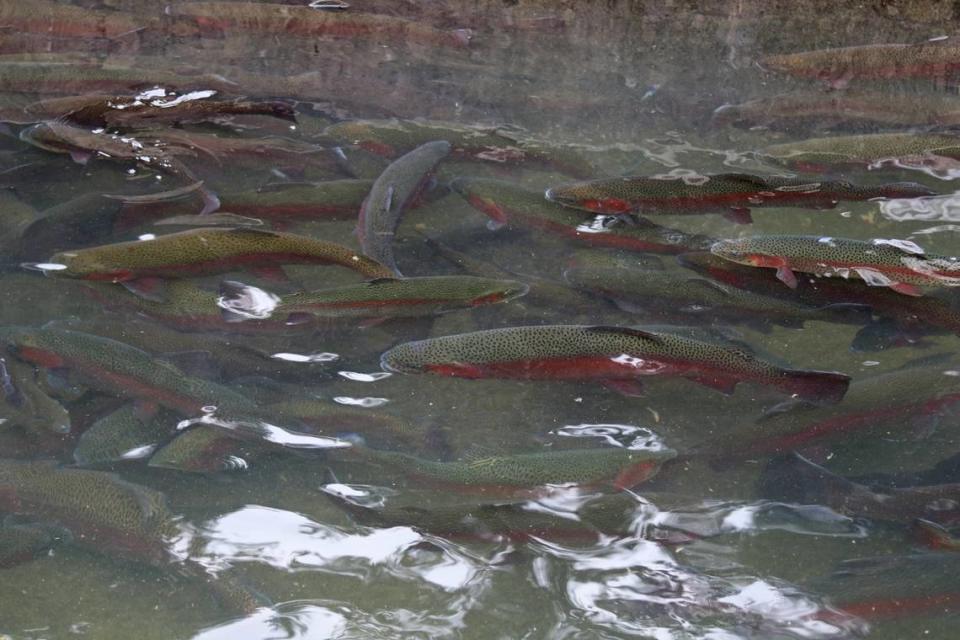 Rainbow trout swim in an uncovered concrete raceway.