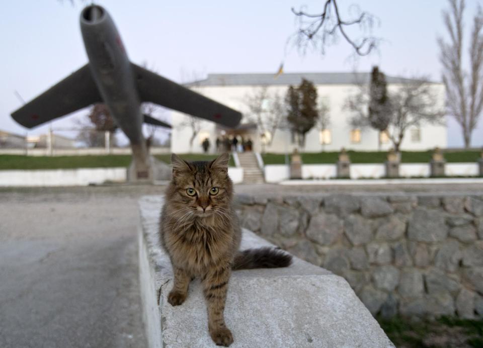 A cat is back dropped by an early model MIG Russian fighter jet decorating the headquarters of the Belbek air base, outside Sevastopol, Crimea, Friday, March 21, 2014. The base commander Col. Yuliy Mamchur said he was asked by the Russian military to turn over the base but is unwilling to do so until he receives orders from the Ukrainian defense ministry.(AP Photo/Vadim Ghirda)