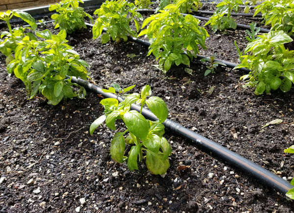 Irrigation tubes in vegetable garden