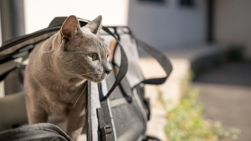 Korat cat in carrier