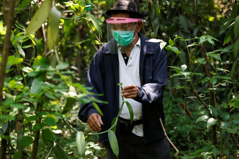 Iton Rifa'i, a 74-year-old vanilla farmer, wearing face a shield and protective mask while treating his vanilla vines at Kebon Kakek farm in Serang