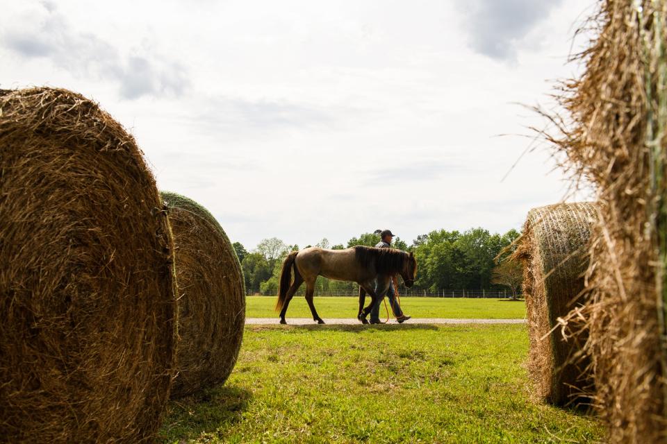 Shannon Hawkins walks Bird, a Marsh Tacky Horse, on his farm on April 15, 2021.