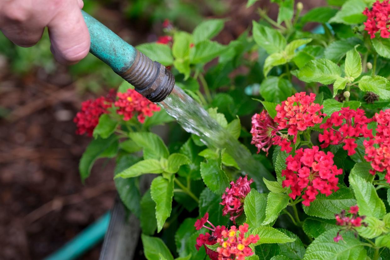 In the garden  this photo shows a single hand holding the hose in the attempt to water the plant