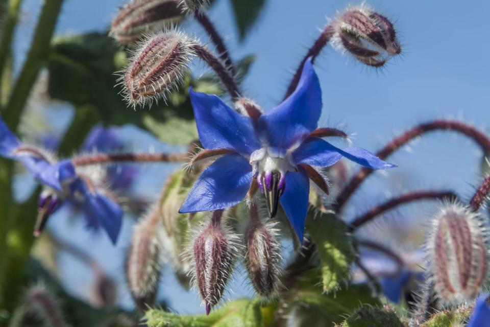 Borage