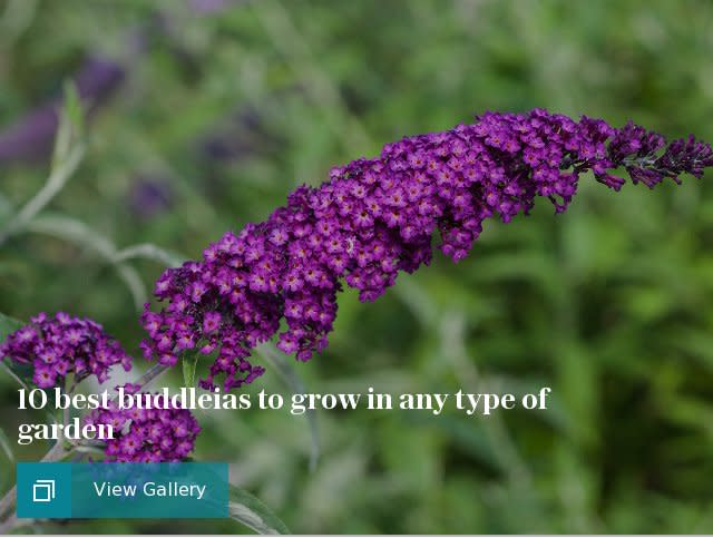 10 best buddleias to grow in any type of garden