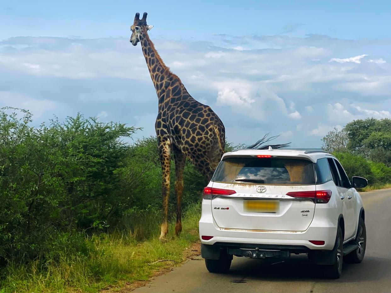 A giraffe standing next to a car.