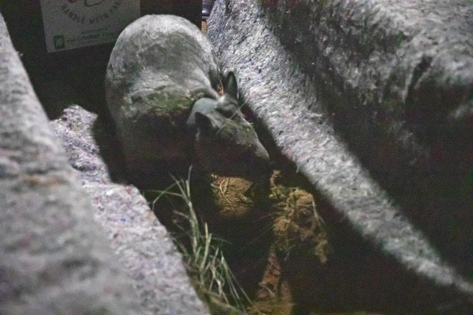 A translocated northern hairy-nosed wombat in a trap at Powrunna.