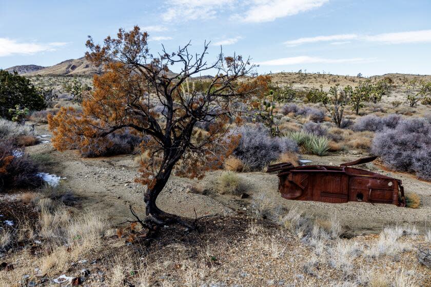 MOJAVE NATIONAL PRESERVE,CA - JANUARY 5, 2024: Buds are retuning on some of the charred vegetation six months after the York fire destroyed 93,000 acres in July on January 5, 2024 in Mojave National Preserve, California. The blaze was largest in a series of wildfires that have become increasingly common as climate change brings hotter, drier summers and more extreme swings in precipitation, experts say. Since 2005, more than 200,000 acres have burned in and around the Mojave National Preserve, destroying lush pinyon pine and juniper woodlands, desert tortoise habitat and ancient petroglyphs. (Gina Ferazzi / Los Angeles Times)