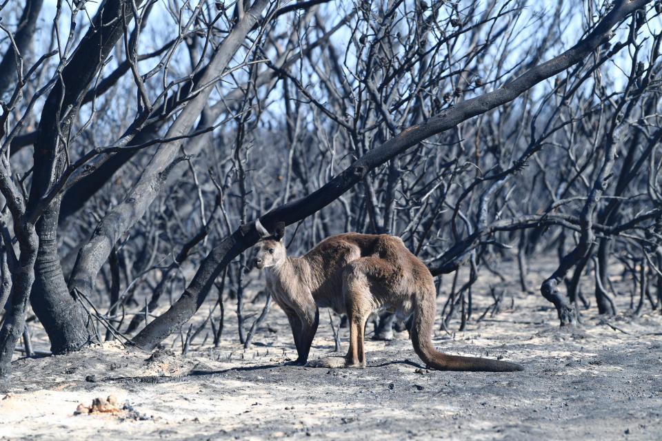 A kangaroo is seen at the Flinders Chase National Park during bushfires on Kangaroo Island, southwest of Adelaide.