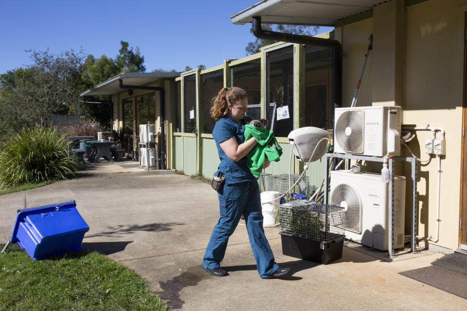 Michelle Haywood carga a Merlin, una koala silvestre con un caso grave de clamidia, en el Hospital de Vida Silvestre del Zoológico de Australia en Beerwah, Australia, el 24 de junio de 2020. (Russell Shakespeare/The New York Times)