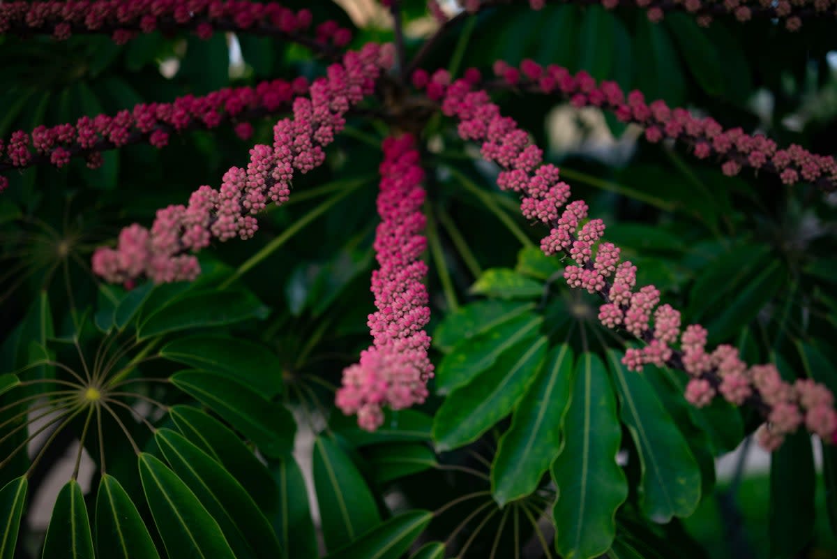 The red fruits and leaves of a Schefflera  (Alamy Stock Photo)