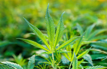 Cannabis plants are seen in a greenhouse of Swiss cannabis producer KannaSwiss in Koelliken, Switzerland March 20, 2017. REUTERS/Arnd Wiegmann