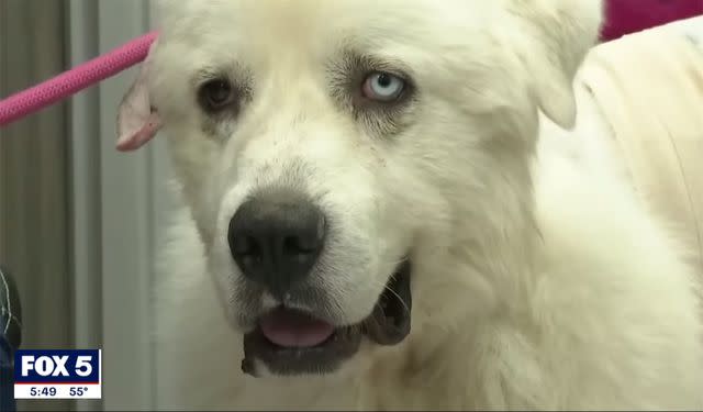 FOX 5 Atlanta/Youtube Casper is in the running to be the American Farm Bureau Federation’s Farm Dog of the Year.