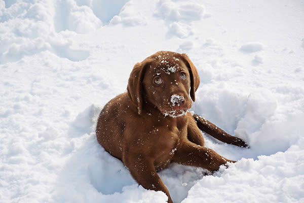 Un perro no necesitaría un suéter incluso en la nieve si se mantiene activo. Foto: Sabena L / EyeEM / Getty images.