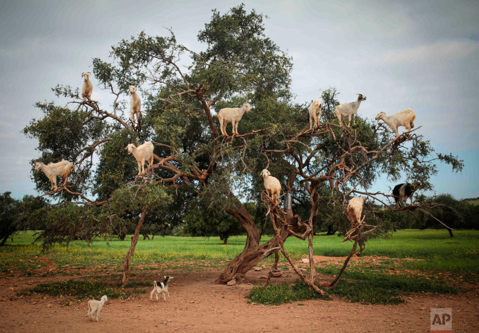 Essaouira’s tree goats