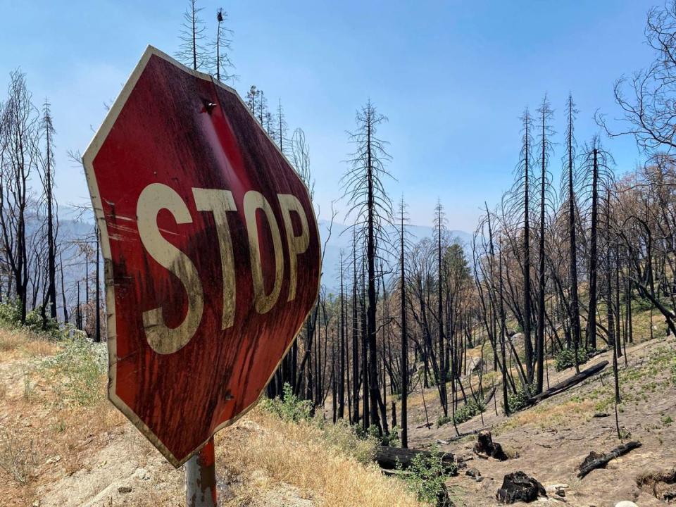 Much of the pine forest along Highway 190 near Ponderosa, CA was incinerated in the 2020 SQF Complex fire. This photo from Aug. 8, 2021, shows the destruction of what had been a cool green canopy.