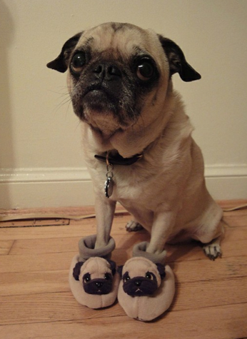 How a Pug Accepts a Thoughtful Gift