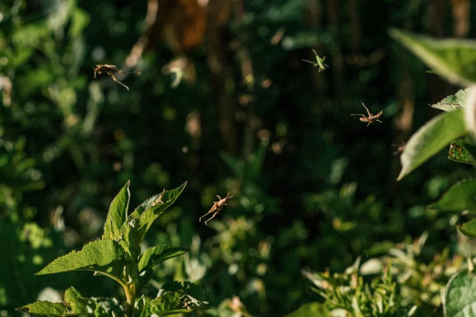 Grasshoppers jump over plants