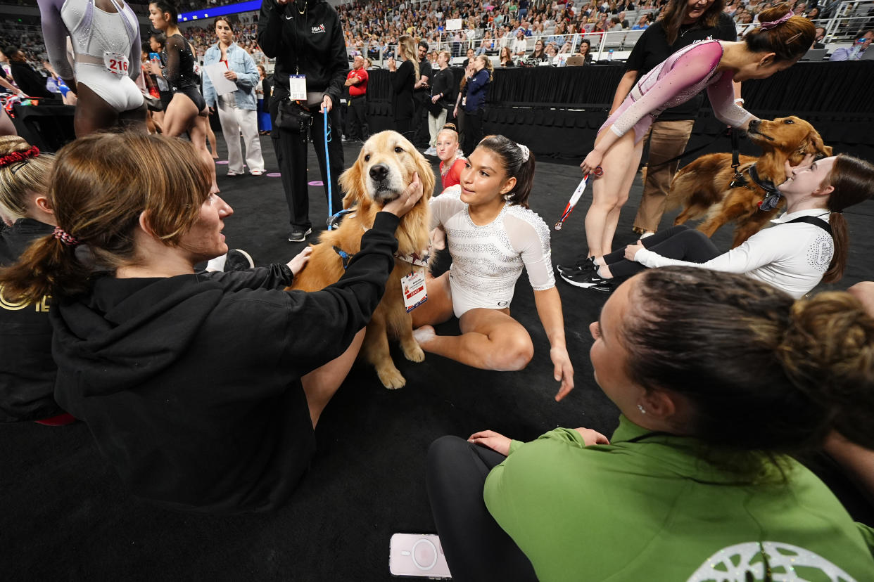Therapy dog Beacon sis among competitors at the U.S. Gymnastics Championships in Fort Worth, Texas.