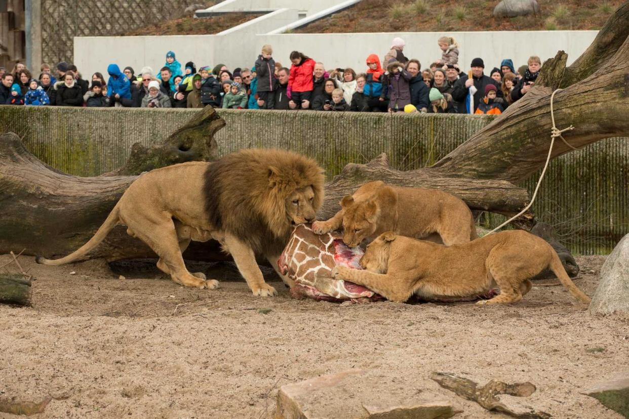 Griraffenjunge "Marius" endete als Löwenfutter im Kopenhagener Zoo. Er war für das Zuchtprogramm nicht interessant. (Bild: ZDF / Frank Ronsholt)