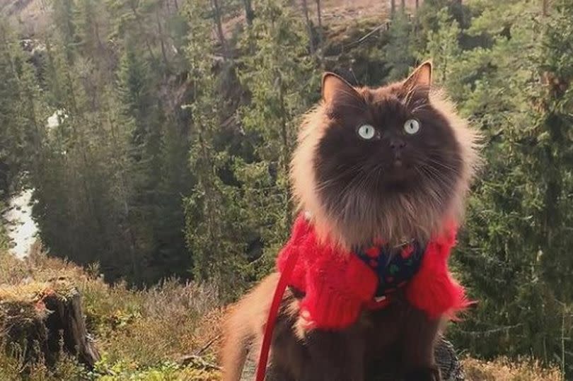 Jasper, a cat, in his little cardigan at the Cairngorms.