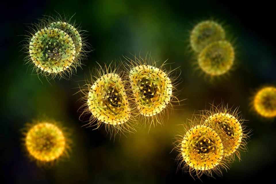 <p>Getty Images/Science Photo Library RF</p> Illustration of meningitis bacteria