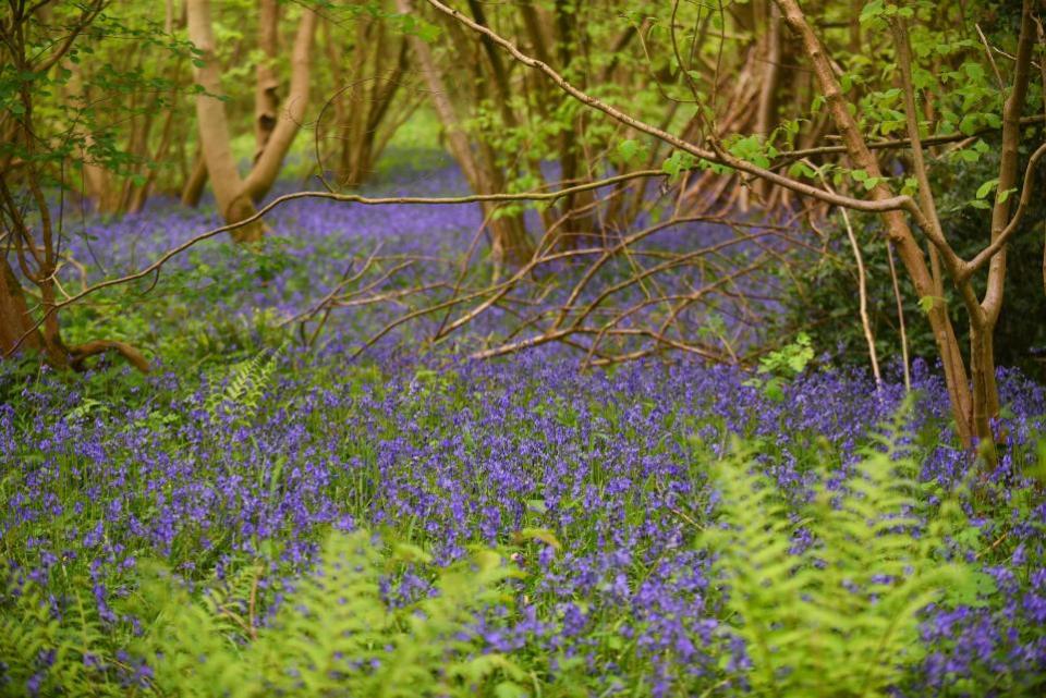 Eastern Daily Press: Bluebells in Foxley Wood Picture: Ian Burt