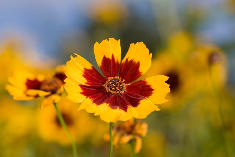 A beautiful late summer meadow in morning light with Coreopsis tinctoria in the foreground.