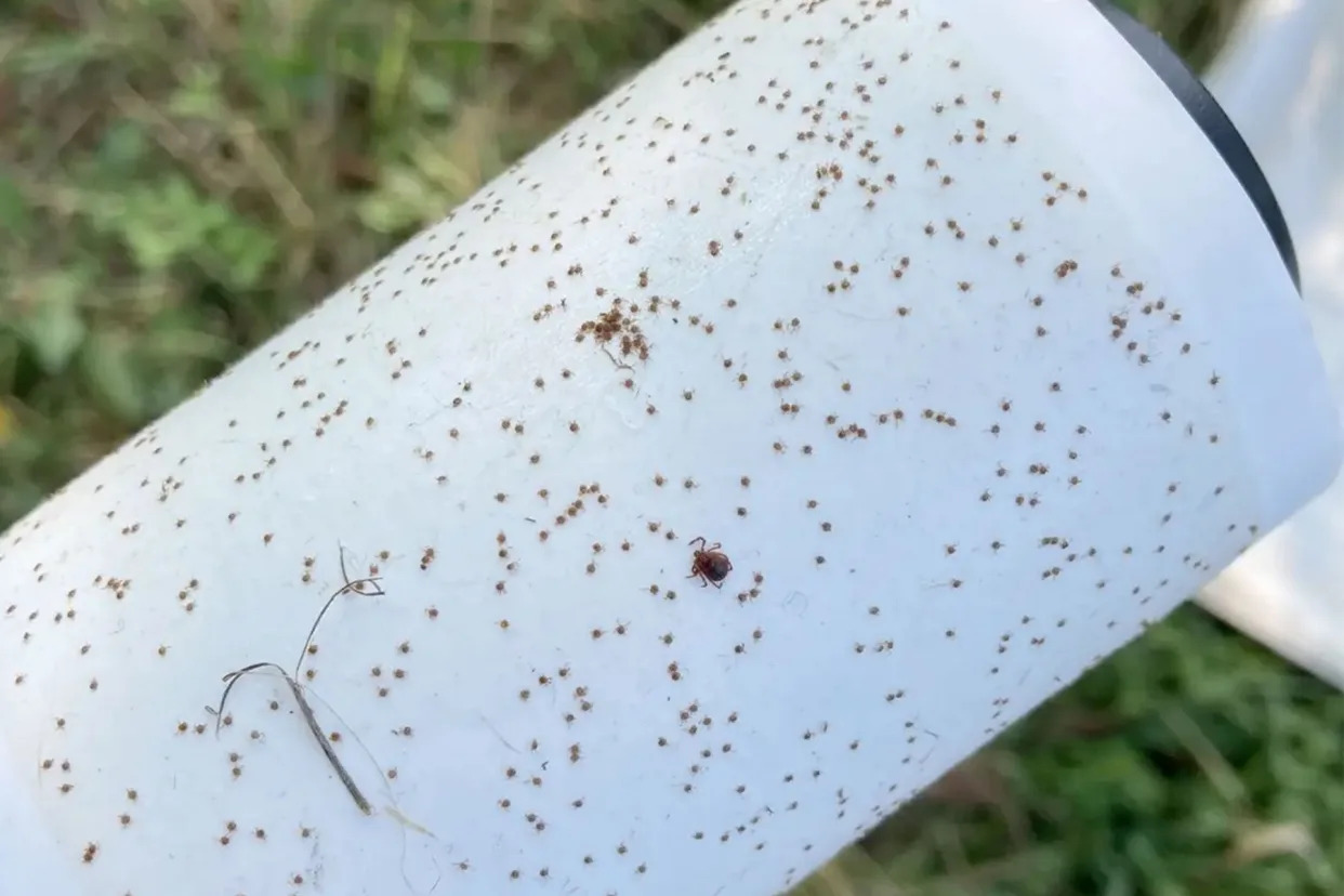 Ticks on a lent roller.