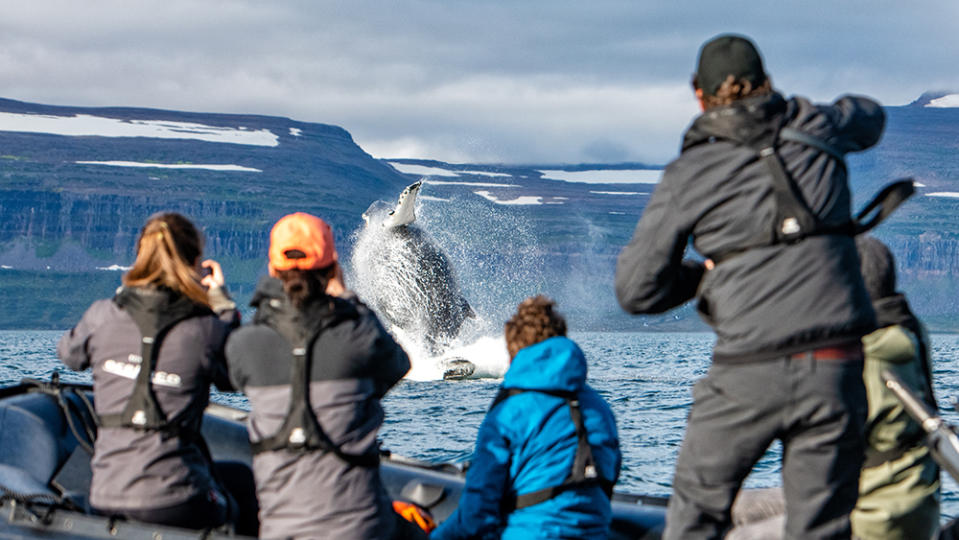 Watching humpback whales feed in Ísafjörður. - Credit: Christopher Scholey