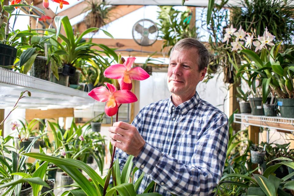 Graham Ramsey, president of the WNC Orchid Society, is seen here in 2015 in his Asheville greenhouse. The society's 23rd annual Asheville Orchid Festival is April 13-14 at the North Carolina Arboretum.
