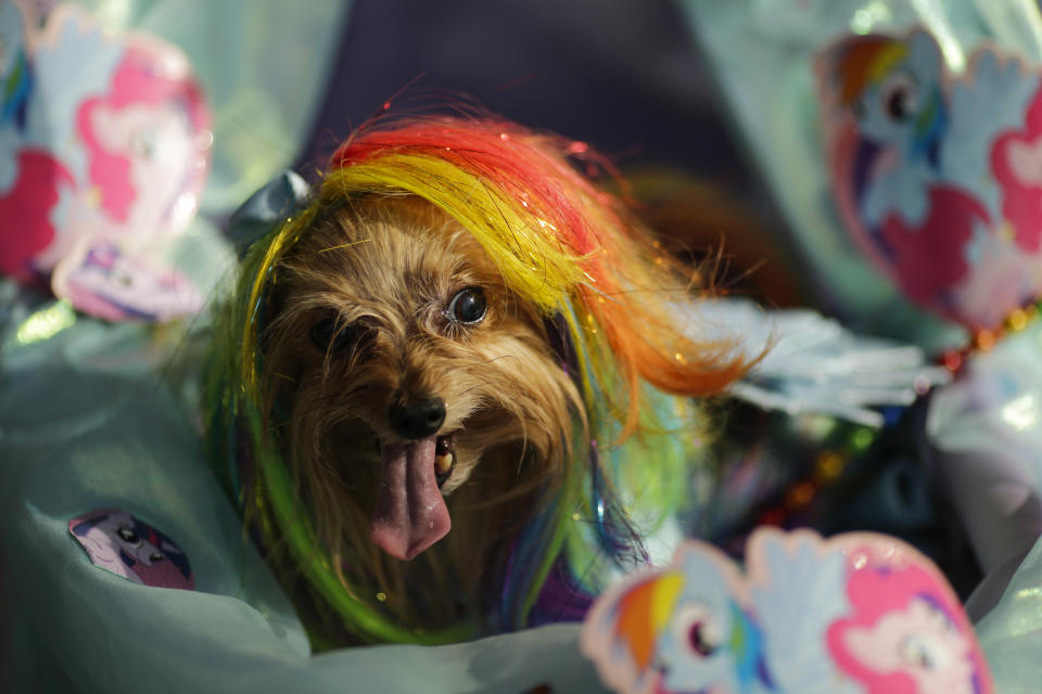 Costumed pooches prance In annual Halloween Dog Parade in New York City