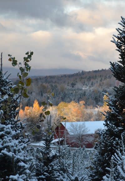 Vermont: Moffatt’s Tree Farm