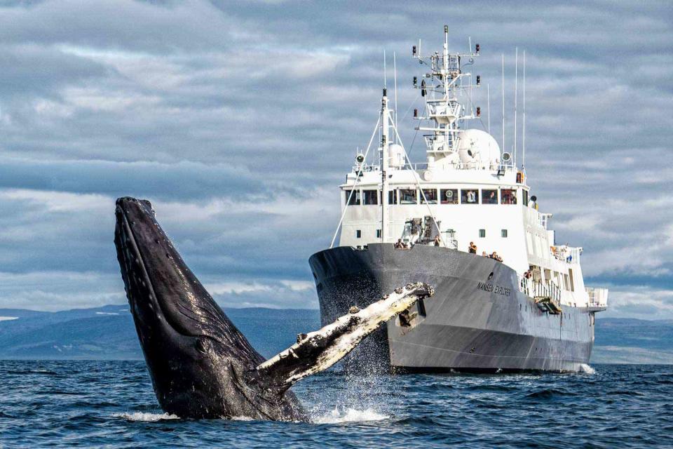 <p>Christopher Scholey</p> Whale-watching aboard the Nansen Explorer, off the coast of Iceland.