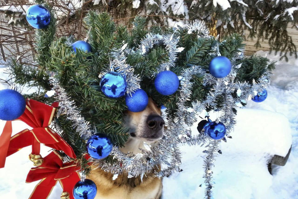 <p>Toby balances a Christmas tree on his head. (Photo: Pat Langer/Caters News) </p>