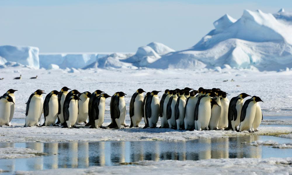 Emperor penguins at the Weddell Sea, Antarctic