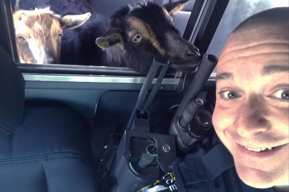 No kidding: Sgt. Daniel Fitzpatrick posts a selfie with the goats: AP