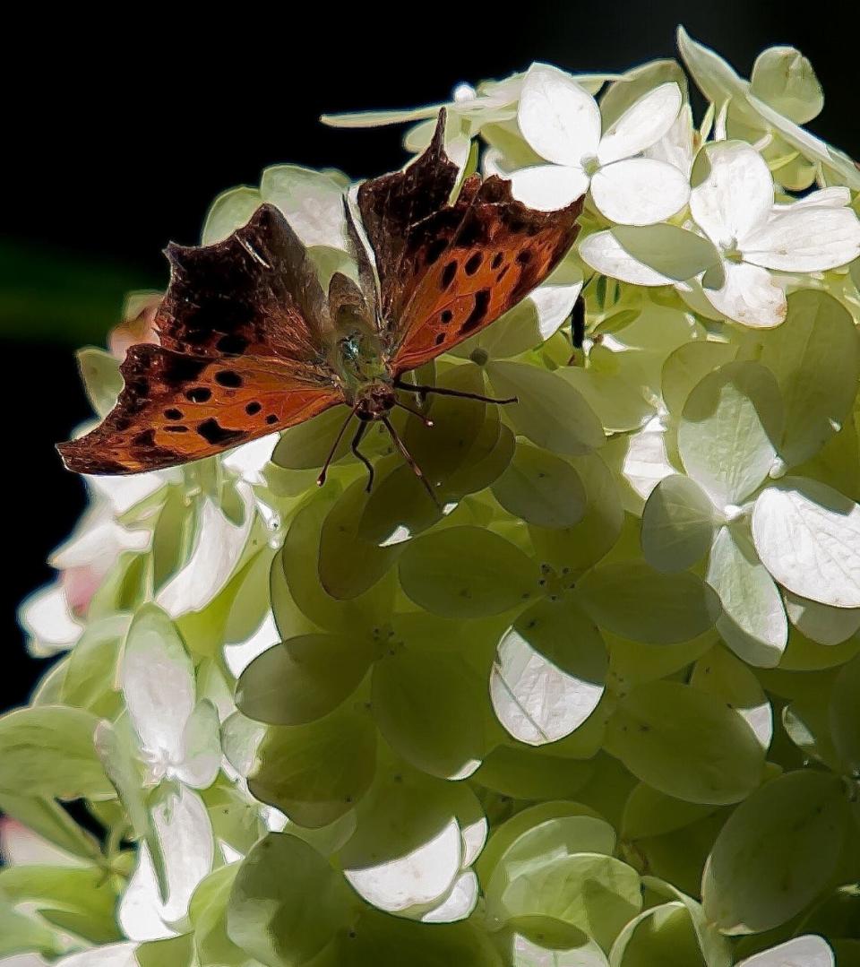 The Limelight Prime hydrangea has done its part in bringing in several species of butterflies including this Question Mark.
