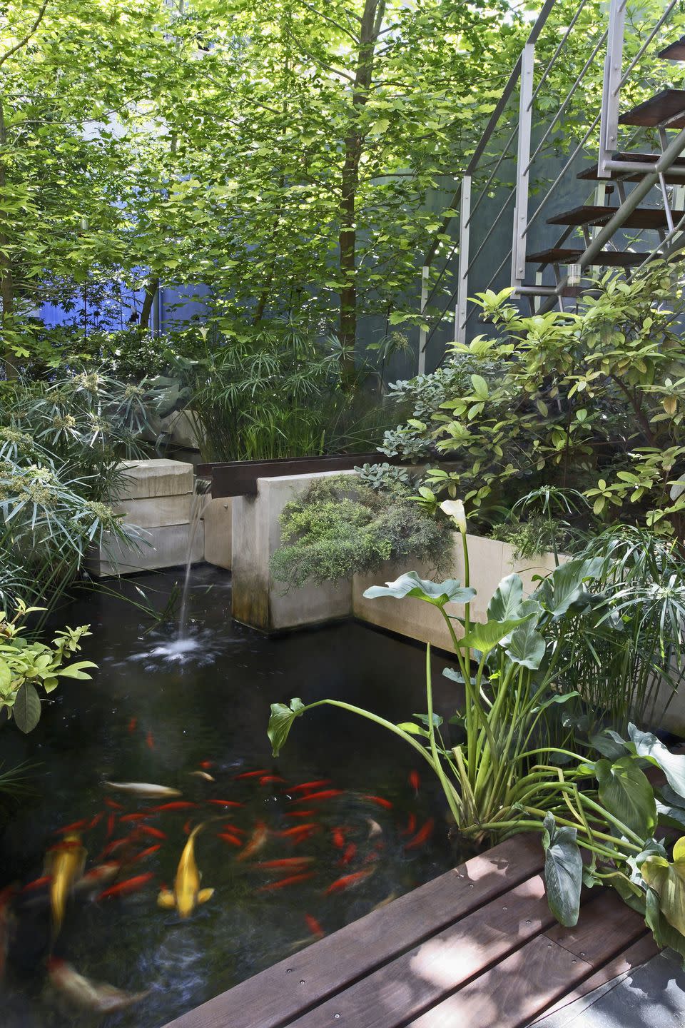 water feature with koi carp and papyrus in patio of contemporary house