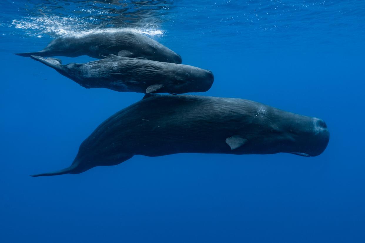 A sperm whale and two young ones swimming under the surface, on November 10, 2011 in Mauritius Island, Indian Ocean.